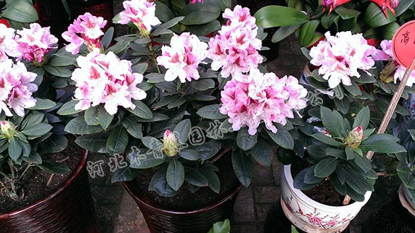 石家庄绿植租摆 石家庄绿植租摆