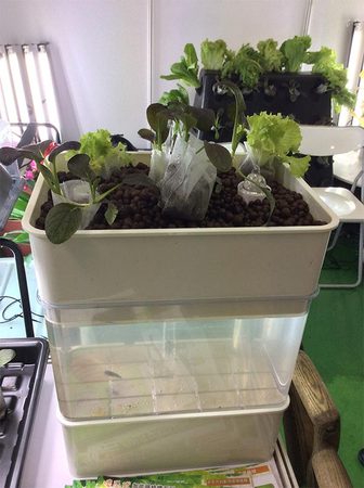 石家庄绿植租赁 石家庄绿植租赁