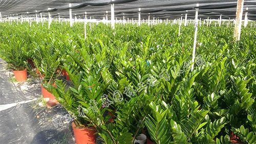 石家庄绿植租赁 石家庄绿植租赁